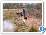 Several Labradors, Millie #2 and Maddie, with John at Thornhill Pond, Savernake. The attraction turned out to be a decomposing duck! Luckily nobody was sick after eating any of it and the smell washed off the ones who rolled in it quite easily.
