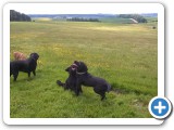 Harley, Bailey, Jazz and Hunter, Fyfield Down Nature Reserve